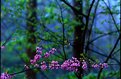 Picture Title - THE REDBUD