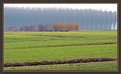 Picture Title - Fields -1