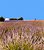 lavender fields - Provenza -