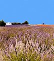 Picture Title - lavender fields - Provenza -