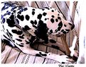 Picture Title - Dalmata smoking cigar