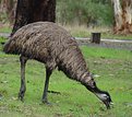 Picture Title - Emu Smorgasboard