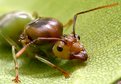 Picture Title - GREEN ANT III