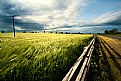 Picture Title - Roadside Barley