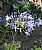 African lily