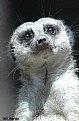 Picture Title - Meerkat