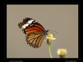 Picture Title - Common Tiger Butterfly