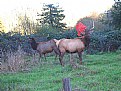 Picture Title - Elk With A Problem
