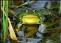 Picture Title - Green Frog