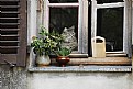 Picture Title - The window