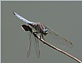 Picture Title - Dragonfly (1)