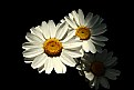 Picture Title - Papatya Ailesi (Daisy Flower)