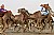 CAMEL RACE