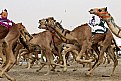 Picture Title - CAMEL RACE