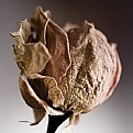 Picture Title - Faded Rose