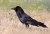 Common Raven