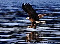 Picture Title - Bald Eagle Hunting