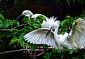 Picture Title - Egrets