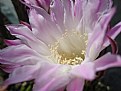 Picture Title - The Cactus Flower