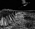 Picture Title - The cornfield