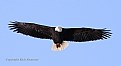 Picture Title - Bald Eagle