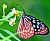 Butterfly 2