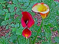 Picture Title - Red and Yellow Lily