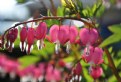 Picture Title - Bleeding Hearts Club