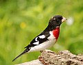 Picture Title - ROSE- BREASTED GROSBEAK