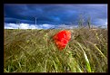 Picture Title - Where the Red Poppies Dance