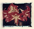 Picture Title - Red Amaryllis