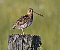 Picture Title - Wilson's Snipe