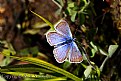 Picture Title - Male Plebejus saepiolus