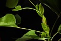 Picture Title - yojung tulip poplar tree leaves