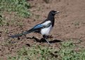 Picture Title - Black-billed Magpie