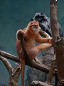 Picture Title - Red Monkey