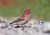 Cassin's Finch