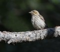 Picture Title - Cassin's Finch