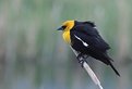 Picture Title - Yellow-Headed Blackbird