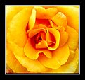 Picture Title - Yellow Rose