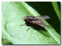 Picture Title - House Fly