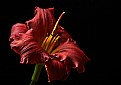 Picture Title - red lily