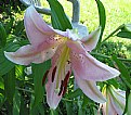 Picture Title - Porch Flower