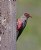 Lewis's Woodpecker