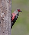 Picture Title - Lewis's Woodpecker