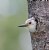 White-headed Woodpecker