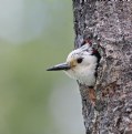 Picture Title - White-headed Woodpecker