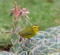 Picture Title - Wilson's Warbler