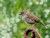 Garden Sparrow