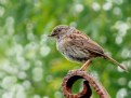 Picture Title - Garden Sparrow